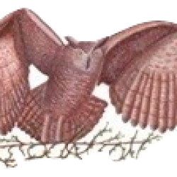 Logo Hibou_burned